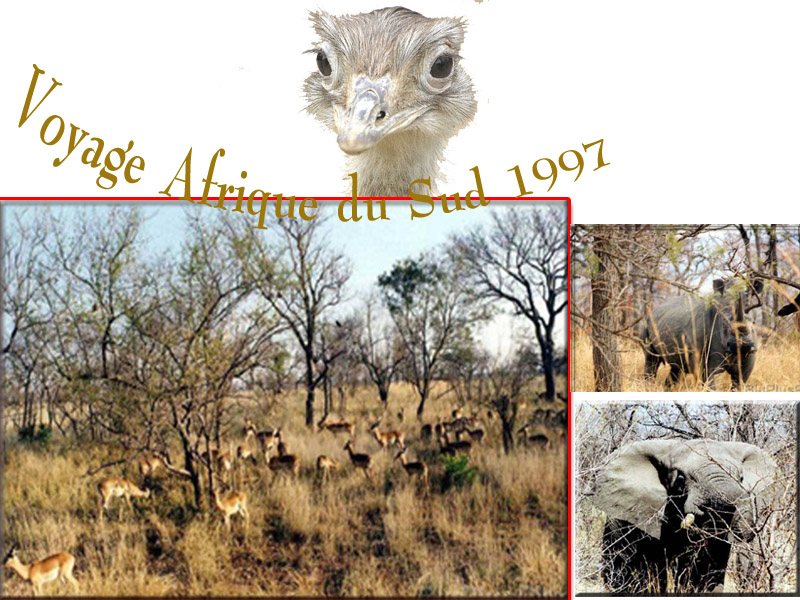 Afrique du sud