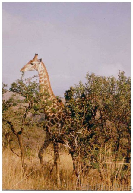 Original image