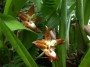 AMS158 ORCHIDEE SAUVAGE