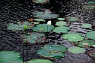 Click to see Hue_0015