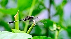 Click to see Mai Chau_0019